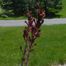 European Smoketree (Cotinus coggygria).