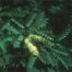 Honey Mesquite (Prosopis glandulosa)