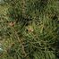 White fir (Abies concolor)
