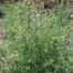 Kochia (Kochia genus).