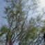 Pearl wattle (Acacia podalyrifolia)