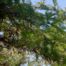 Bullhorn acacia (Acacia_sphaerocephala)
