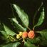 Storehousebush (Cudrania tricuspidata).