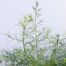 Burning bush (Kochia scoparia).