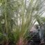 Date palm (Phoenix reclinata)