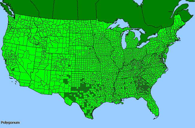 Allergies By County Map For Knotweed, Smartweed, Tearthumb