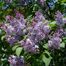 Lilac (Syringa vulgaris)