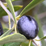 Olive (Olea Europaea)