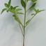 Common Three-Seed-Mercury (Acalypha rhomboidea).