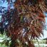 Japanese maple (Acer palmatum)