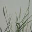 Wheat grass (Agropyron repens).
