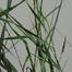 Wheat grass (Agropyron repens).