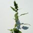 Pigweed (Amaranthus genus).