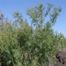Short ragweed (artemisiifolia)