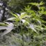 Giant ragweed (Ambrosia trifida)