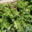 Sagebrush (Artemisia genus)