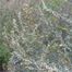 Sage (Artemisia genus)