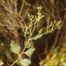 Silverling (Baccharis glomeruliflora).