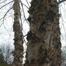 River birch (Betula nigra)