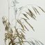 Smooth Brome Grass (Bromus inermis).