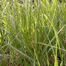 Reed grass (Calamagrostis acutiflora).