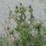 Plumeless-Thistle (Carduus acanthoides)