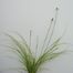 Sedge (Carex genus).