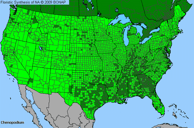 Allergies By County Map For Goosefoot, lamb's quarters