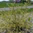 Redosier (Cornus sericea).