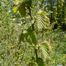American hazelnut (Corylus americana).