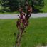 European Smoketree (Cotinus coggygria).