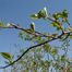 Dotted hawthorn (Crataegus punctata)