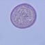 Cynodon dactylon, single grain. Herb. MIN