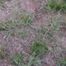 Crab grass (Digitaria genus)