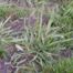 Crab grass (Digitaria genus)