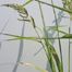Large Barnyard Grass (Echinochloa crusgalli).