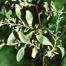 Russian-Olive (Elaeagnus angustifolia).