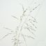 Love grass (Eragrostis genus).