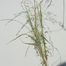 Love grass (Eragrostis genus).