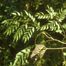 Kentucky Coffeetree (Gymnocladus dioicus).