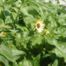 Sunflower genus (Helianthus debilis)