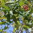 Honeysuckle shrub (Lonicera genus)