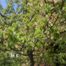 Crabapple tree (Malus genus)