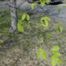 Hop-hornbeam (Ostrya virginiana)
