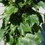 Boston-ivy (Parthenocissus_tricuspidata)