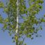 Quaking aspen (Populus trembuloides)