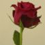 Rose genus (Rosa genus)