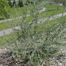Sheperdia argentea