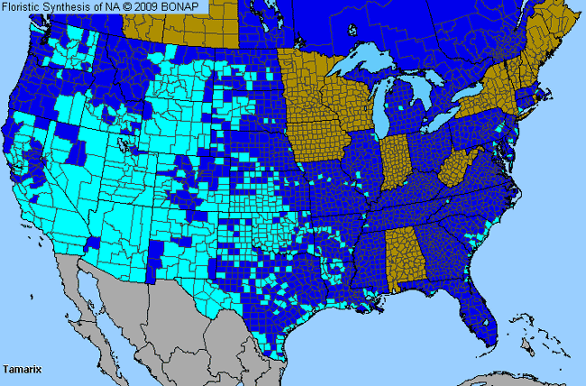 Allergies By County Map For Salt-Cedar, Tamarisk
