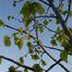 Small-leaf linden (Tilia cordata)
